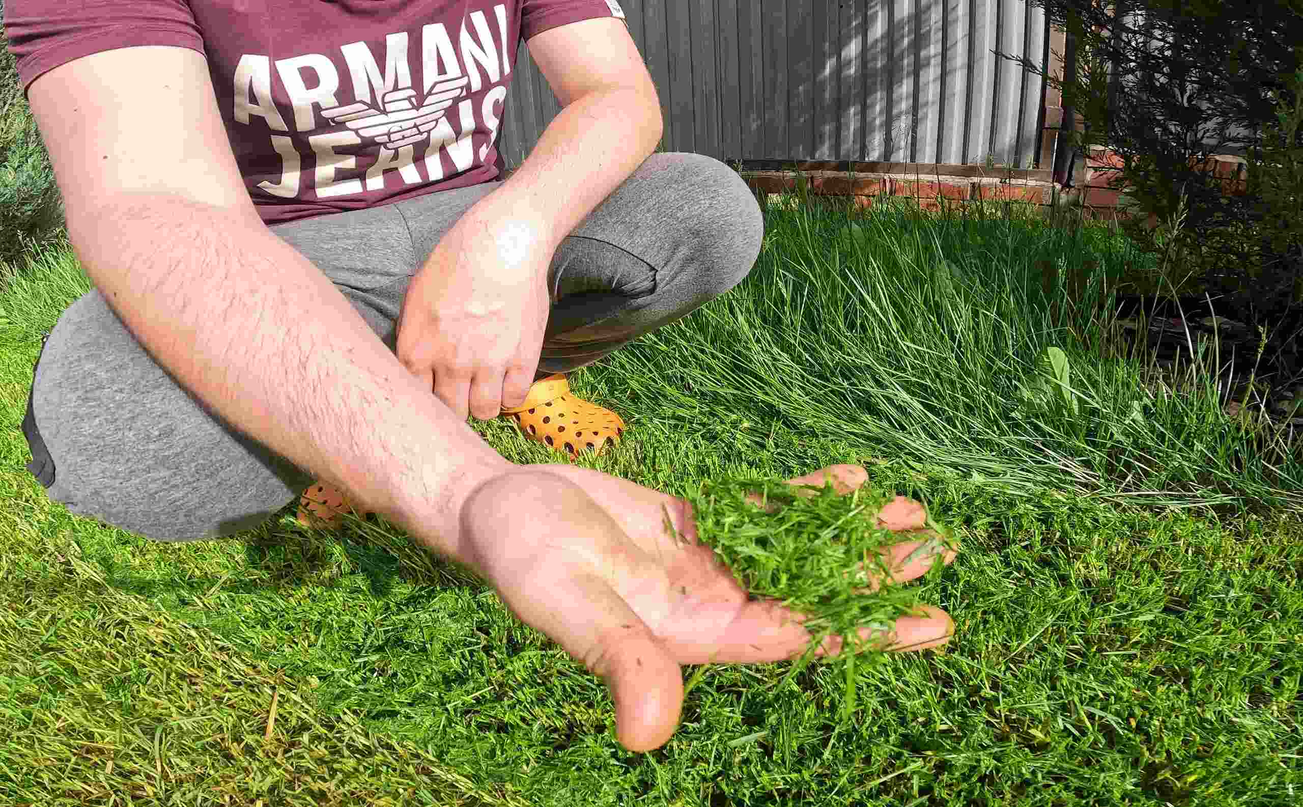 мелкоизмельченная скошенная трава при тесте мульчирования