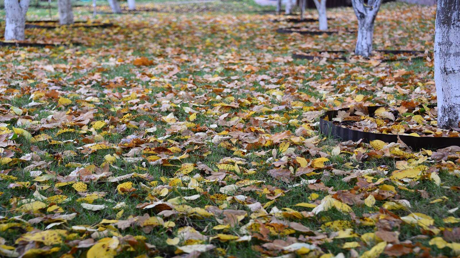 тестируемый участок с опавшими листьями